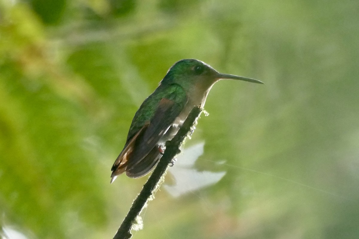 Pirre Hummingbird - ML421987321