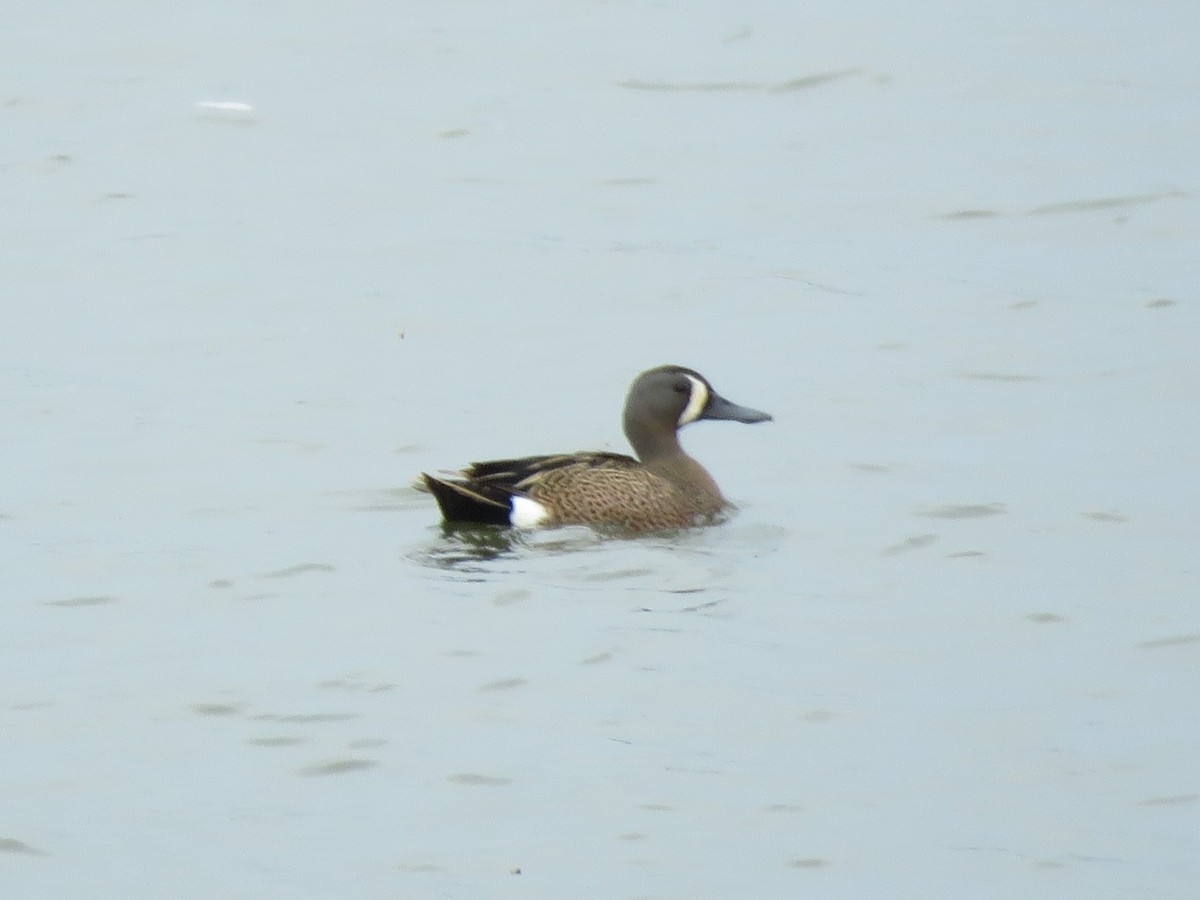 Maryland-DC Breeding Bird Atlas Checklist - 25 May 2021 - Swan Creek ...