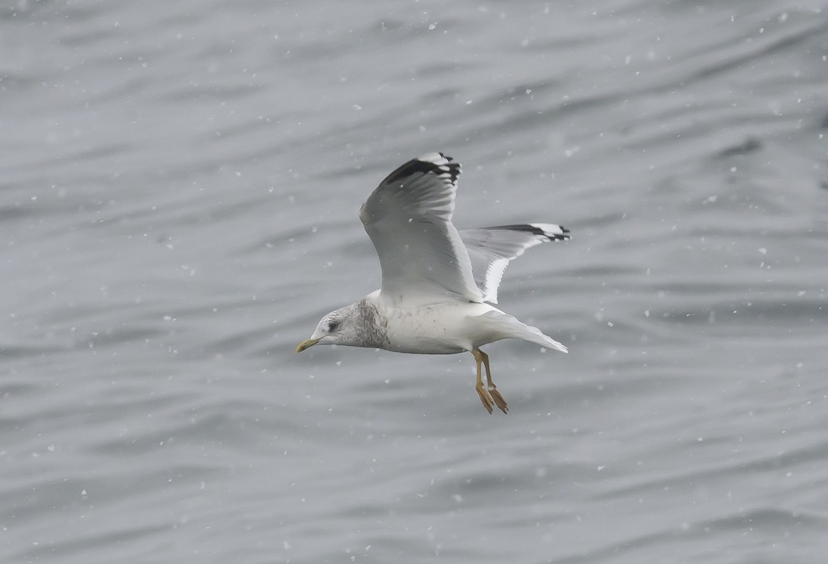 Common Gull - Ronnie d'Entremont