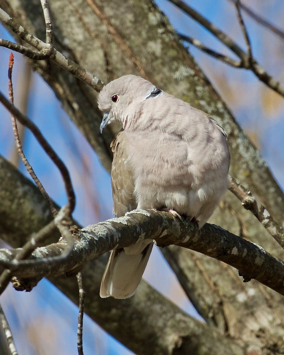 Eurasian Collared-Dove - ML422000891