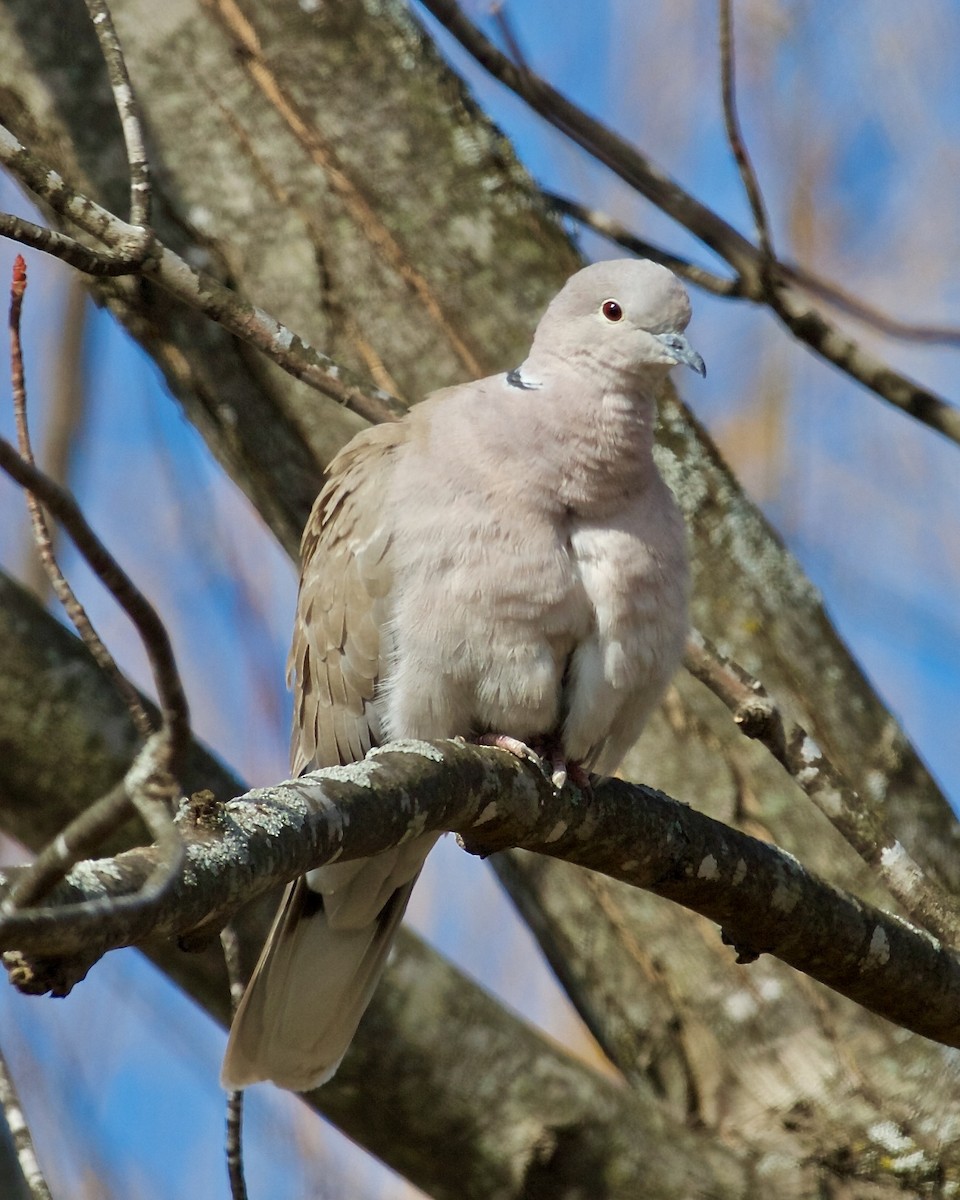 Eurasian Collared-Dove - ML422000961