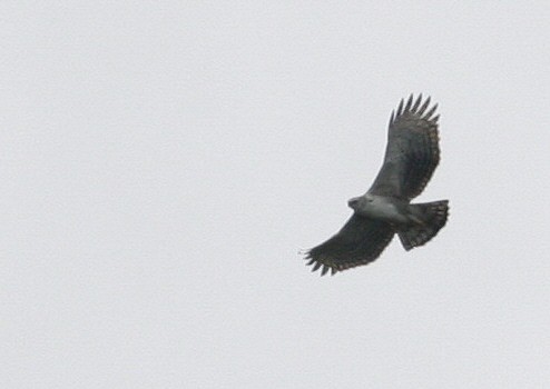 Black-and-chestnut Eagle - ML42200871