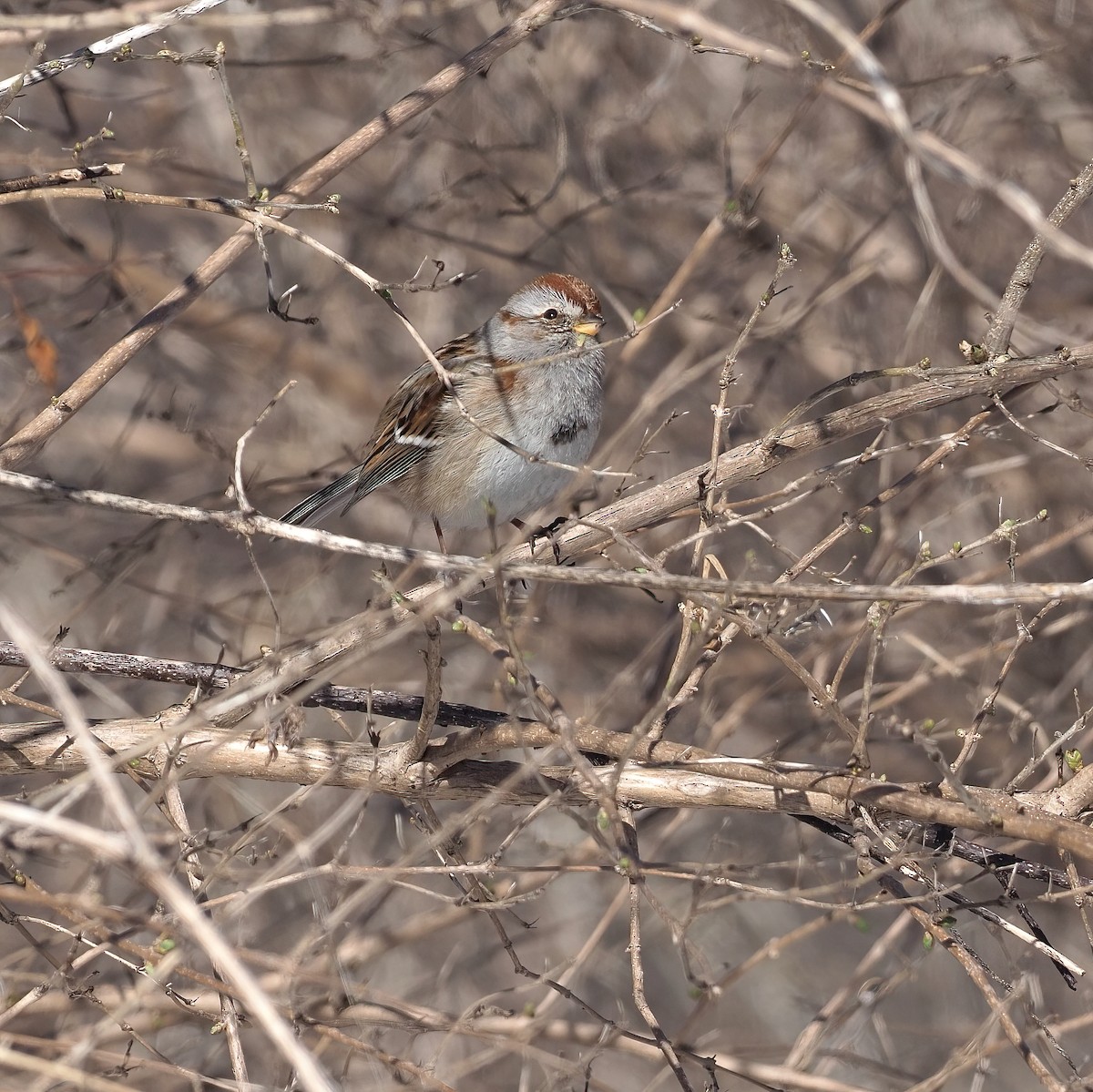 American Tree Sparrow - ML422008971