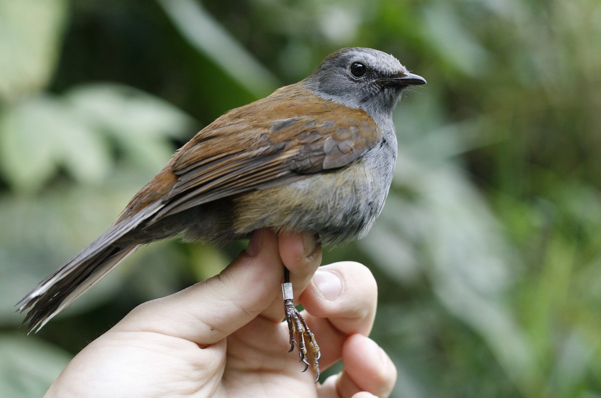 Andean Solitaire - ML42200951