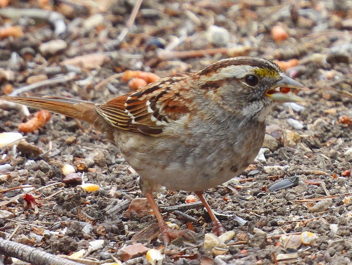 White-throated Sparrow - Nick & Jane
