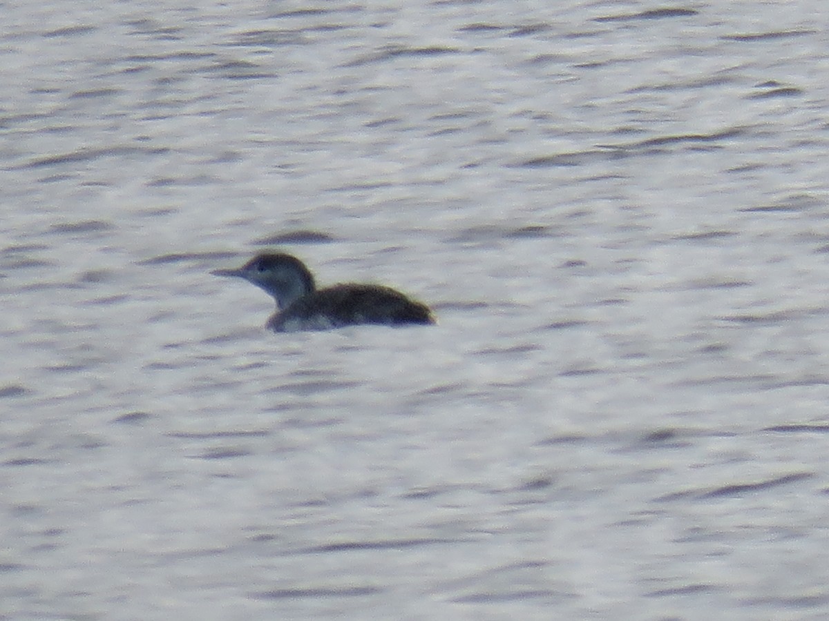 Red-throated Loon - ML42201481