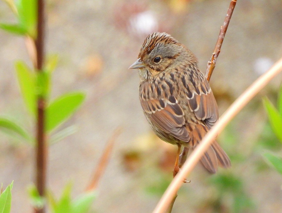 Lincoln's Sparrow - Nick & Jane