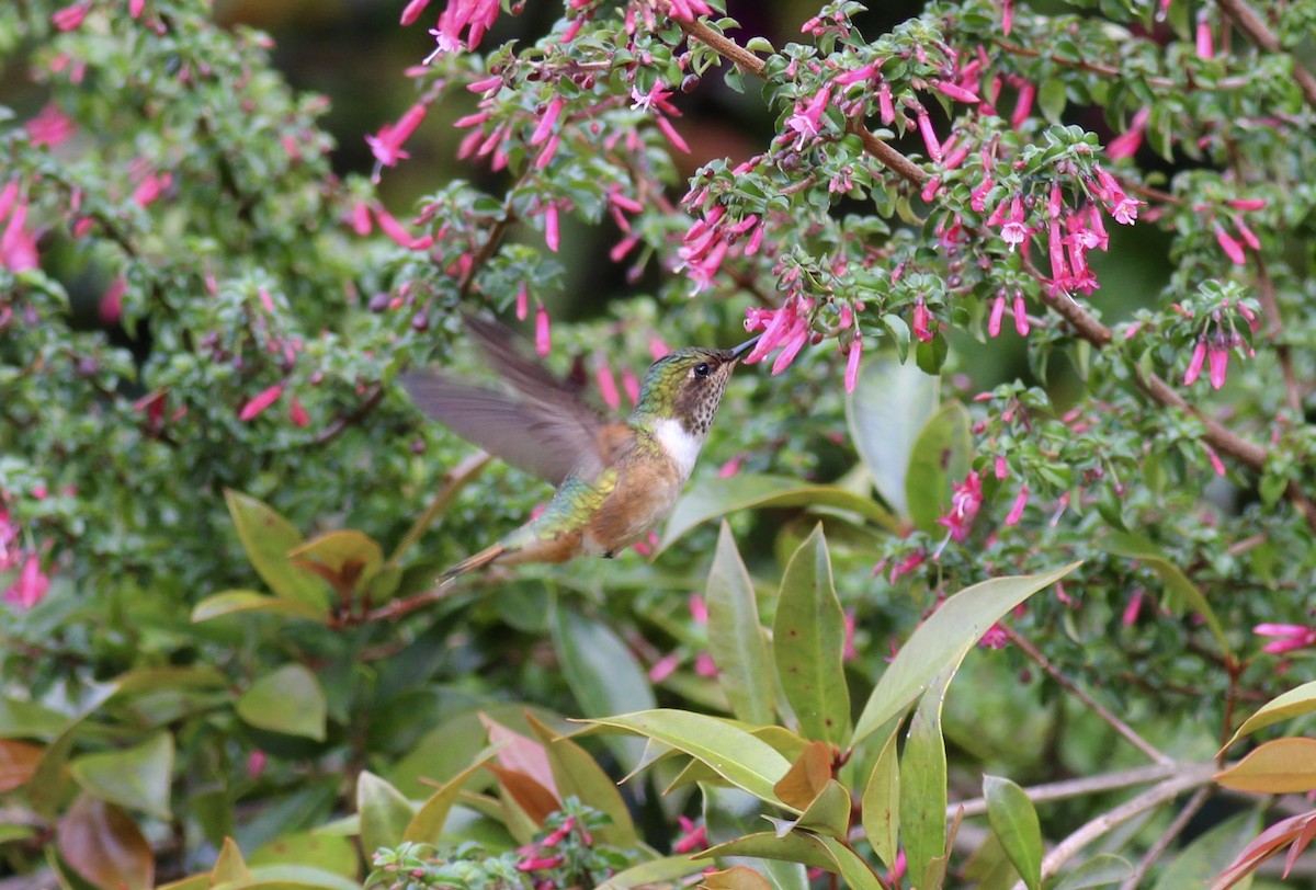 Scintillant Hummingbird - ML42201511