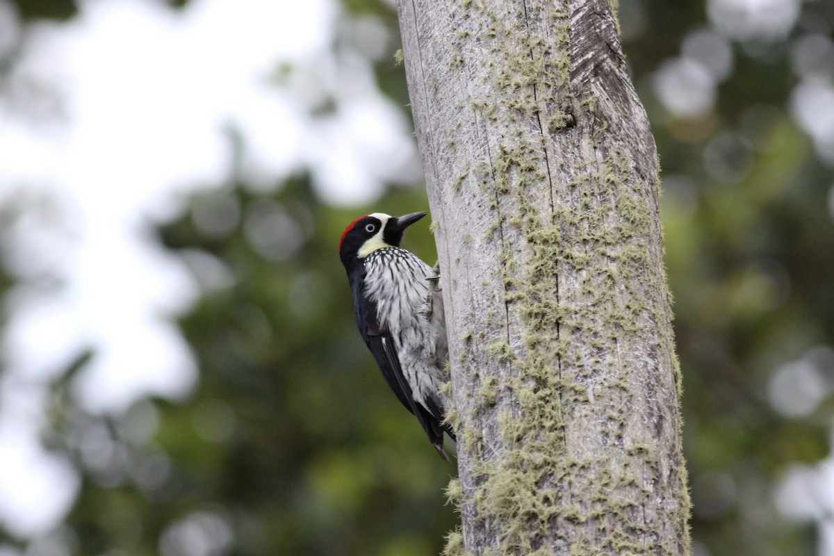Acorn Woodpecker - ML42201591