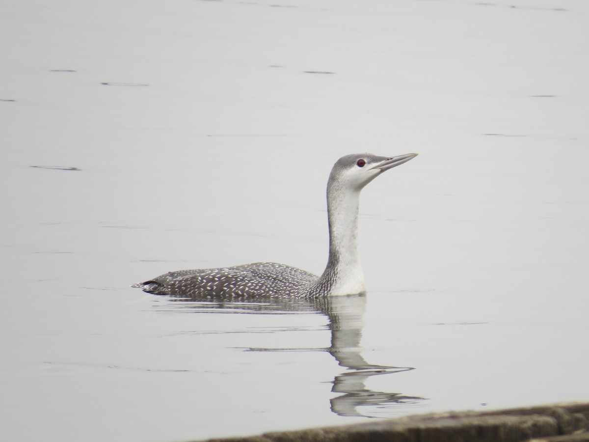 Red-throated Loon - ML42202021