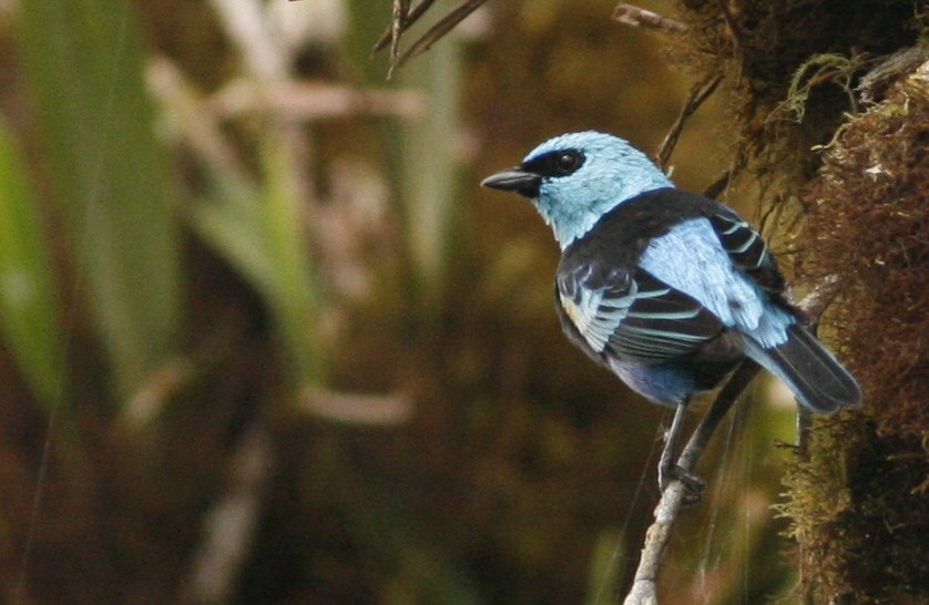 Blue-necked Tanager - Anonymous