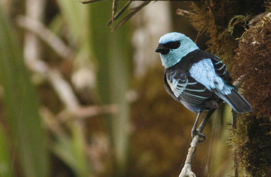 Blue-necked Tanager - ML42202041