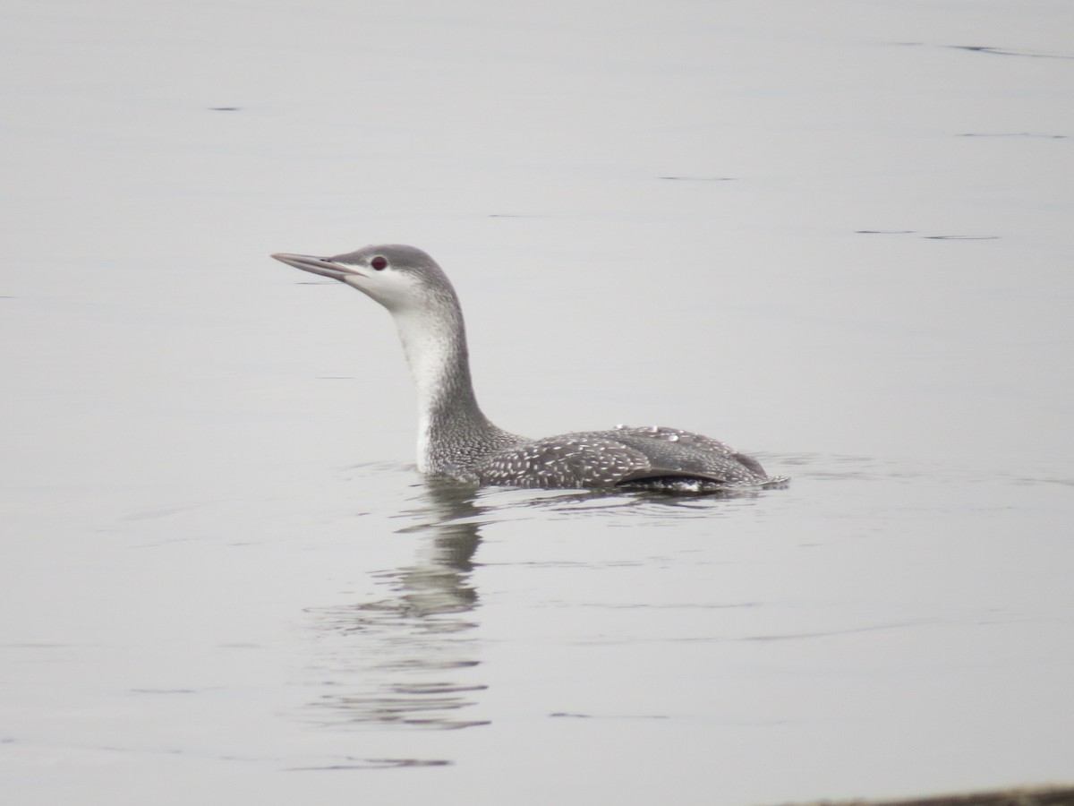 Red-throated Loon - ML42202101