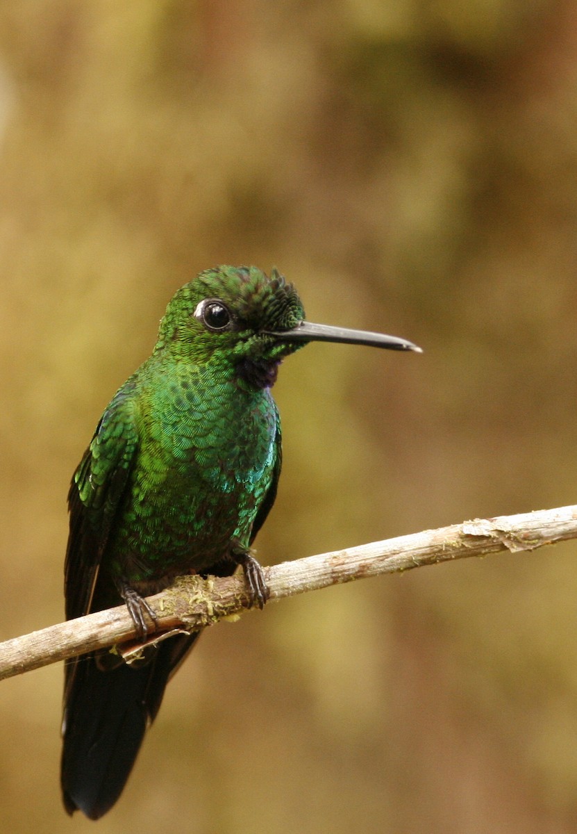 Green-crowned Brilliant - ML42202171