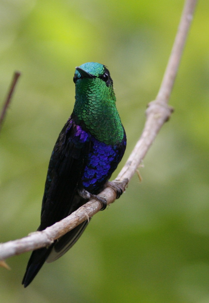 Crowned Woodnymph (Green-crowned/Emerald-bellied) - ML42202191