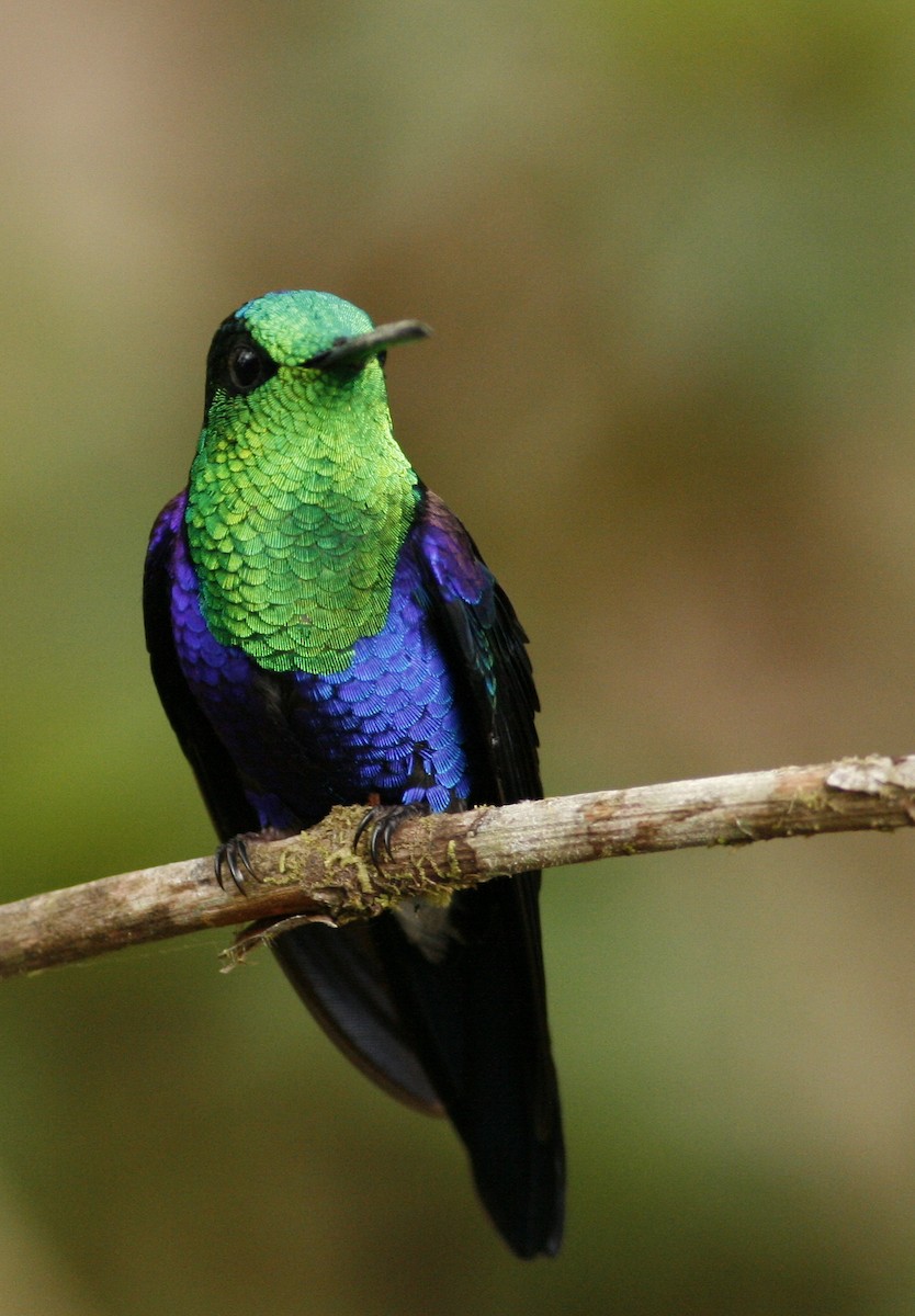 Crowned Woodnymph (Green-crowned/Emerald-bellied) - ML42202201