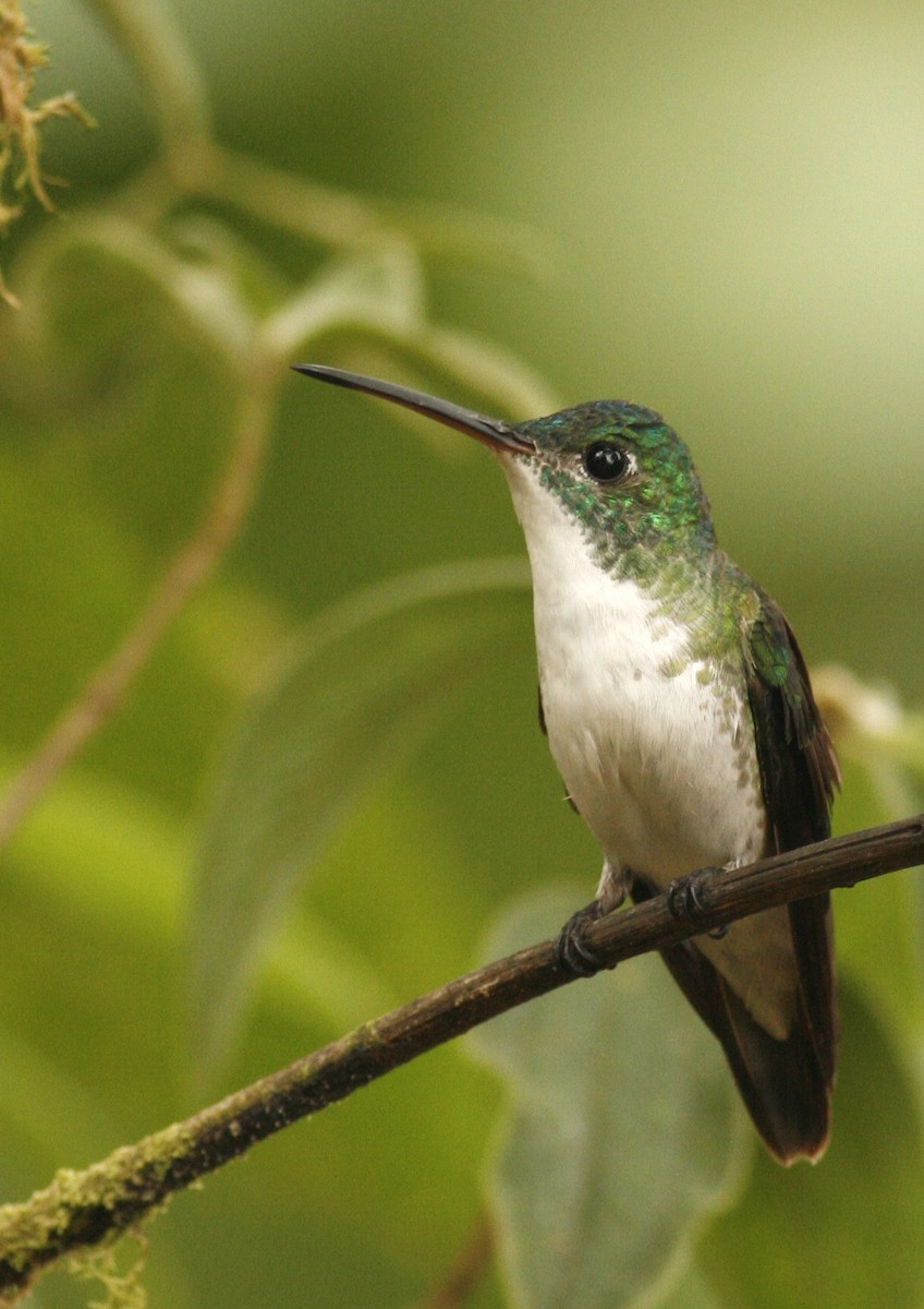 Andean Emerald - ML42202251