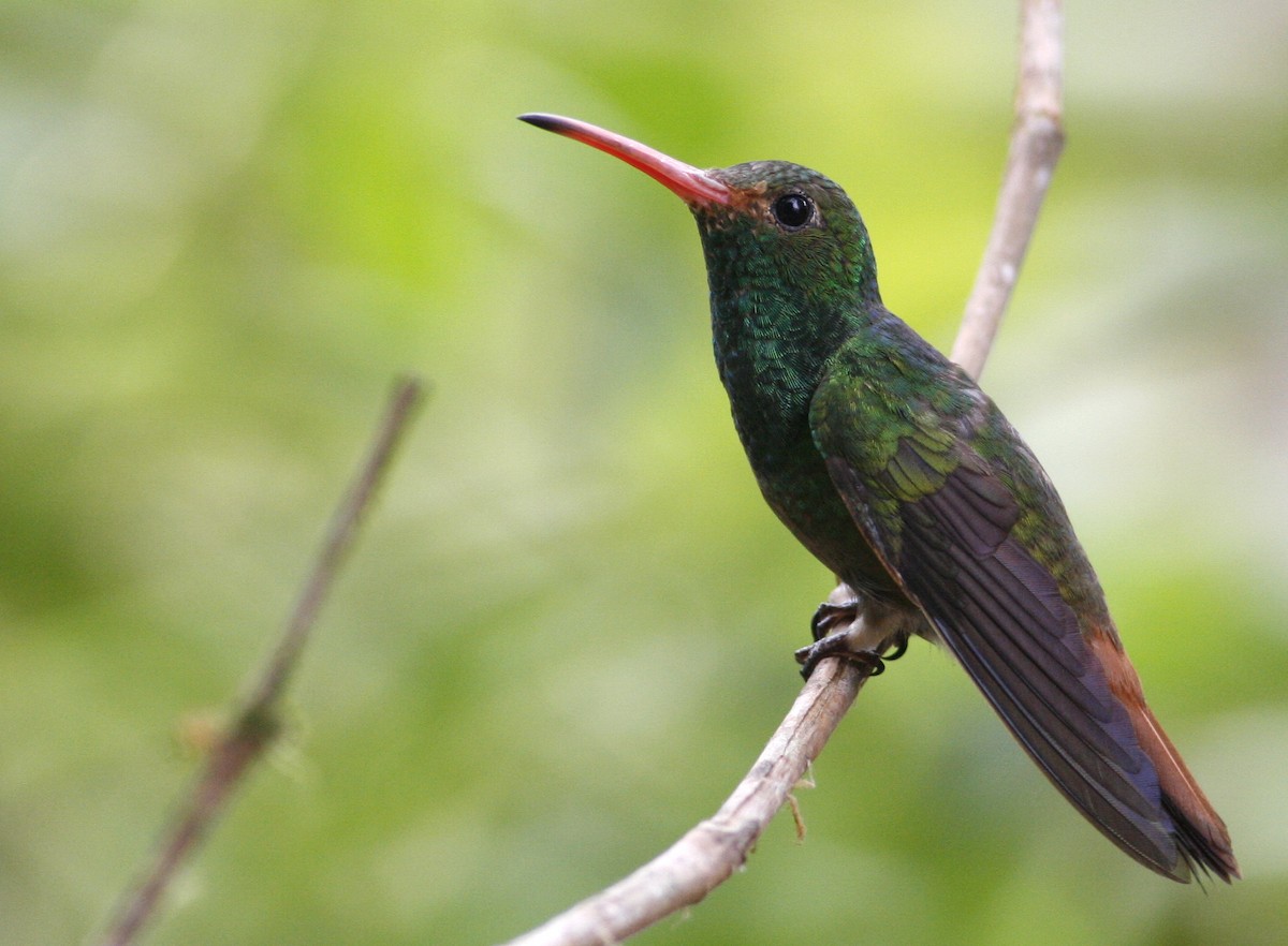 Rufous-tailed Hummingbird - ML42202271