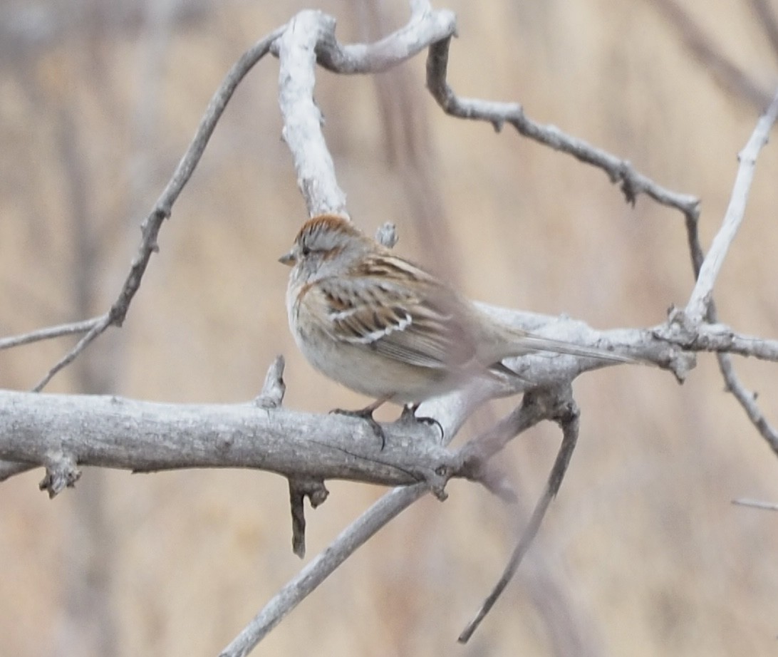 American Tree Sparrow - ML422026281