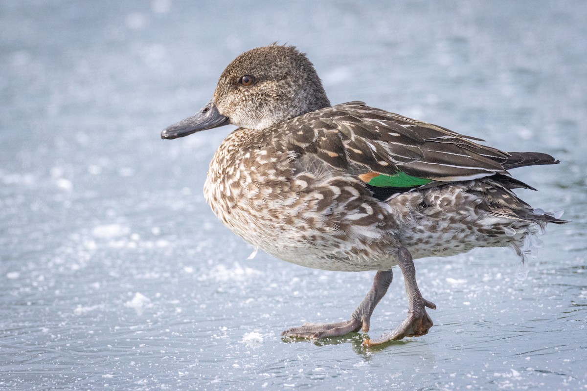 Green-winged Teal - ML422033221