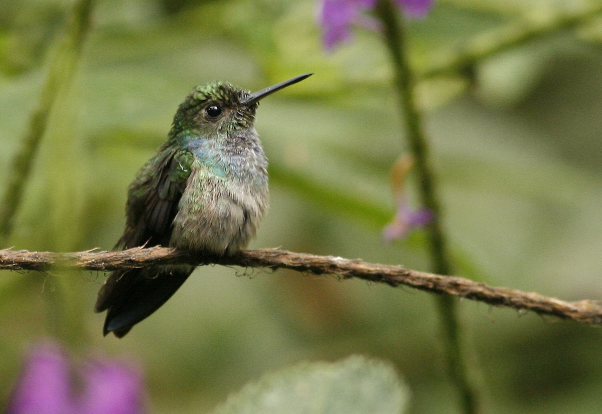Blue-chested Hummingbird - Luke Seitz
