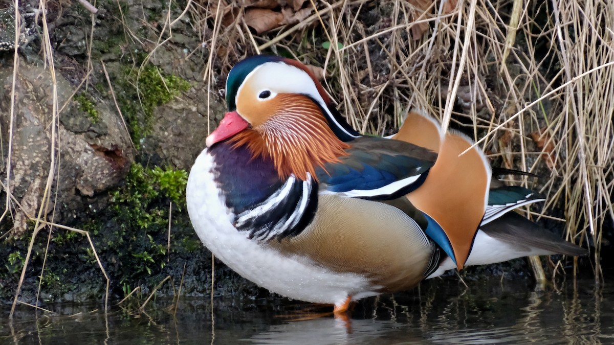Mandarin Duck - ML422036011