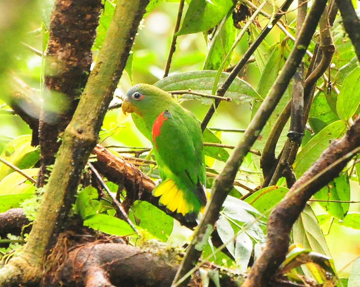 Blue-fronted Parrotlet - ML422036701