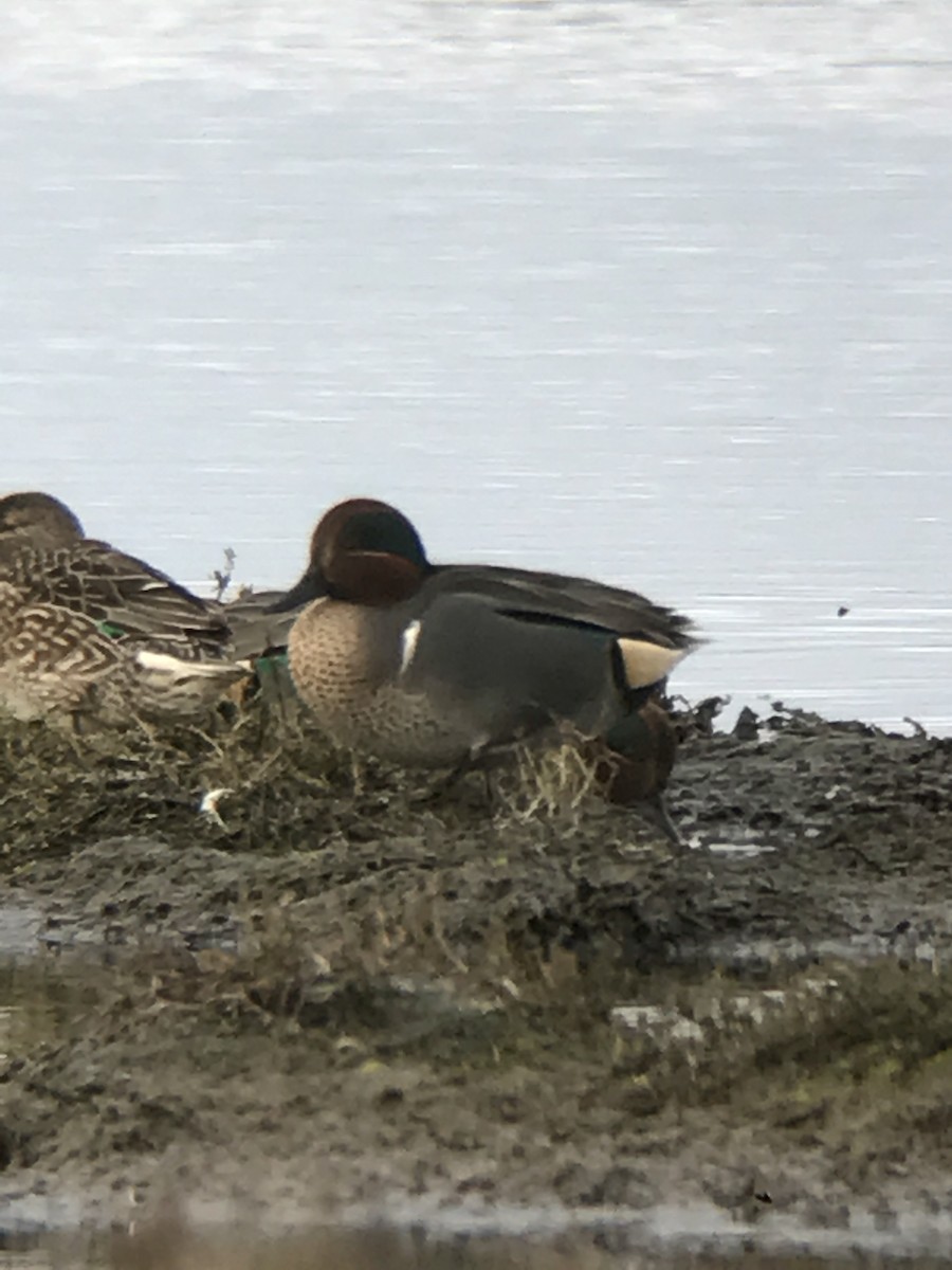 Green-winged Teal - ML42203891