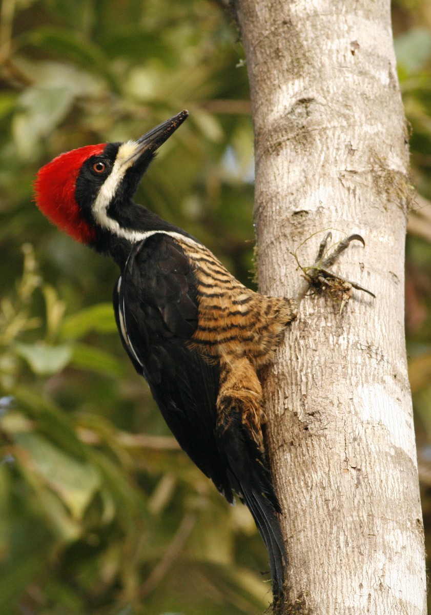Powerful Woodpecker - Anonymous