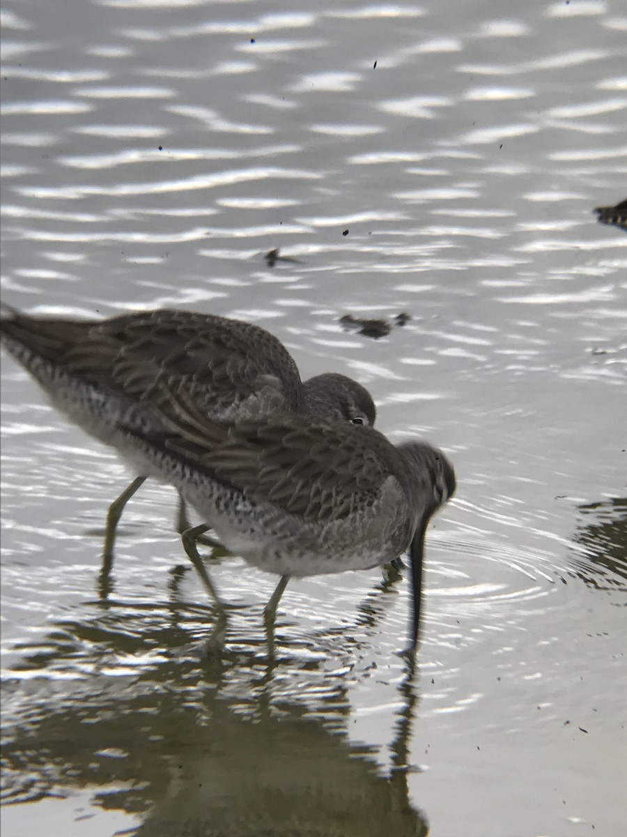 Long-billed Dowitcher - ML42204651