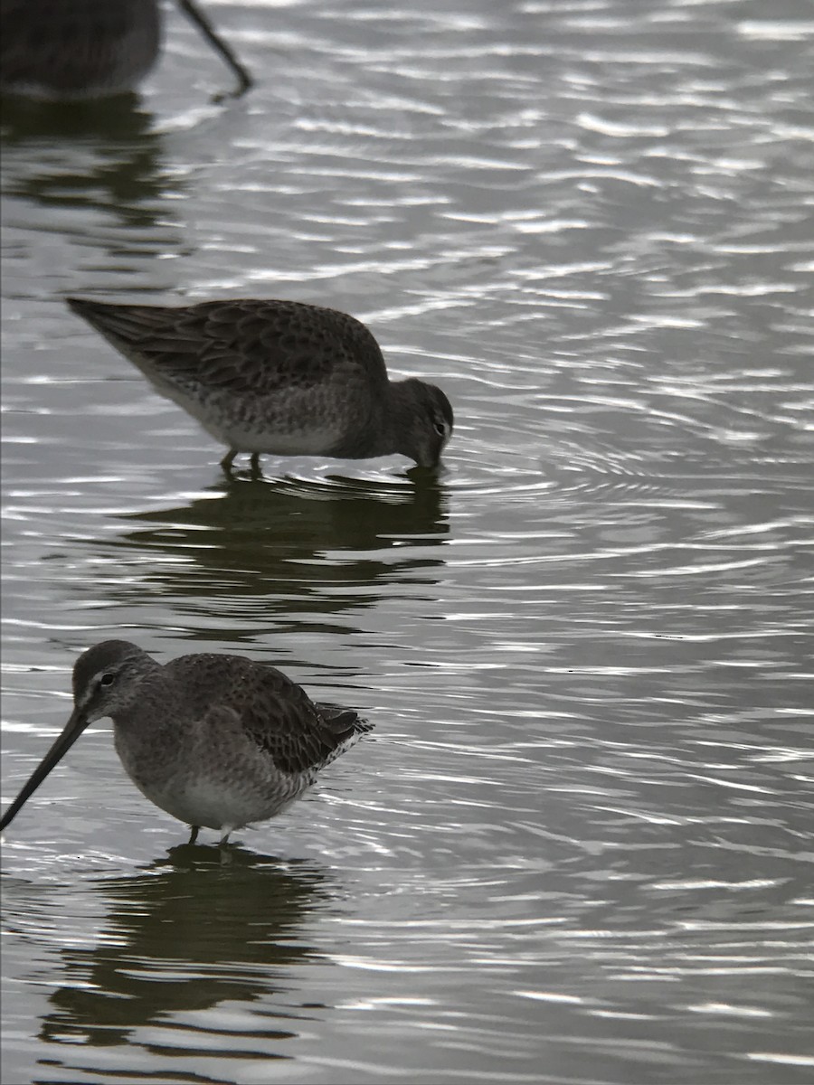 Long-billed Dowitcher - ML42204661