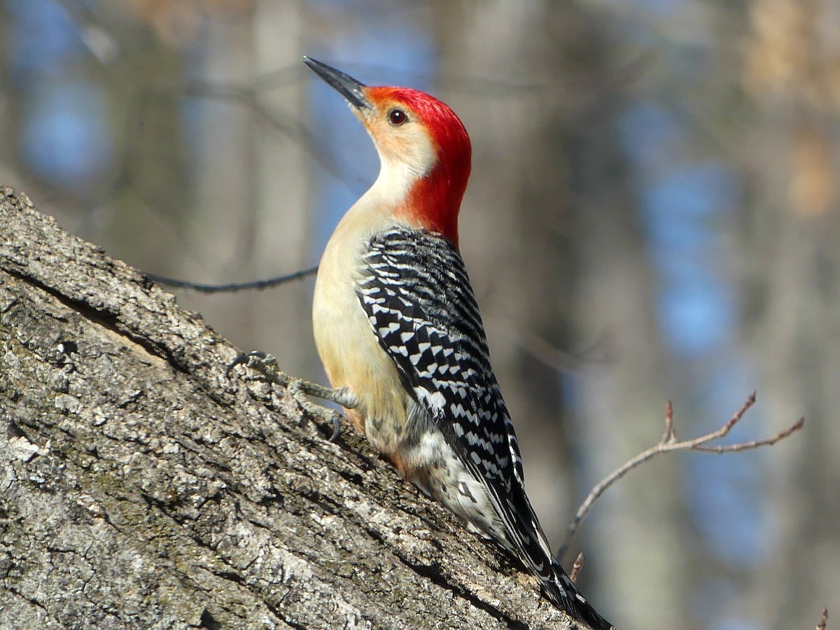 Red-bellied Woodpecker - Sean Smith