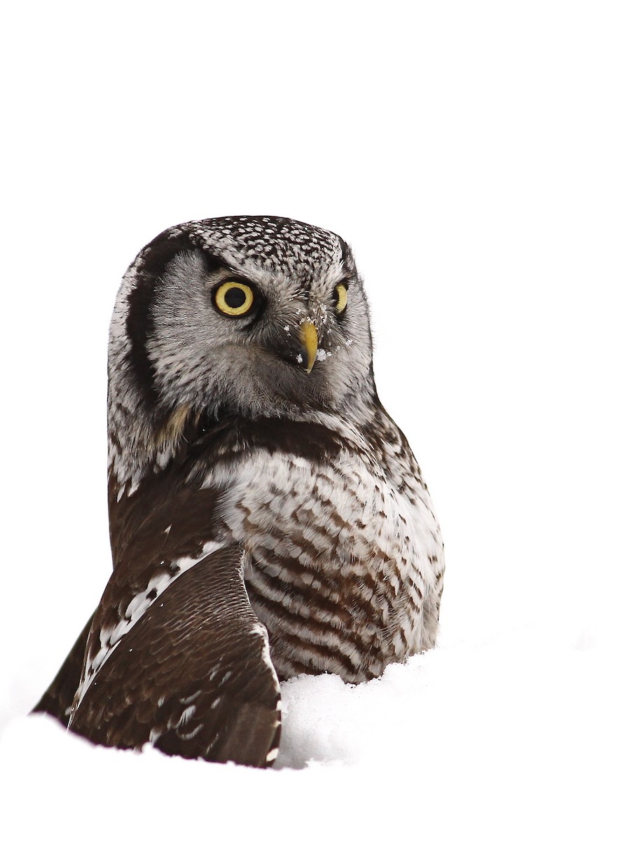 Northern Hawk Owl - Luke Seitz