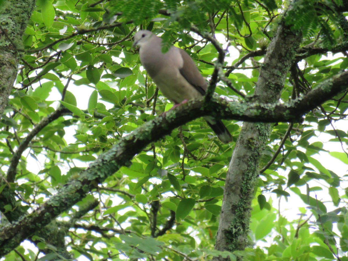 Large-tailed Dove - ML422059131