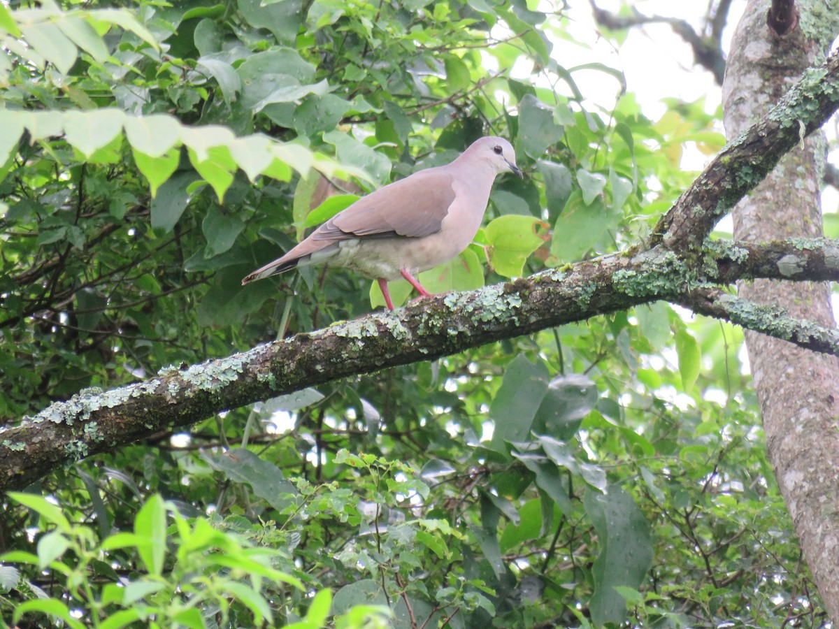 Large-tailed Dove - ML422059261