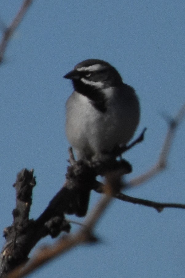 Black-throated Sparrow - ML422059351