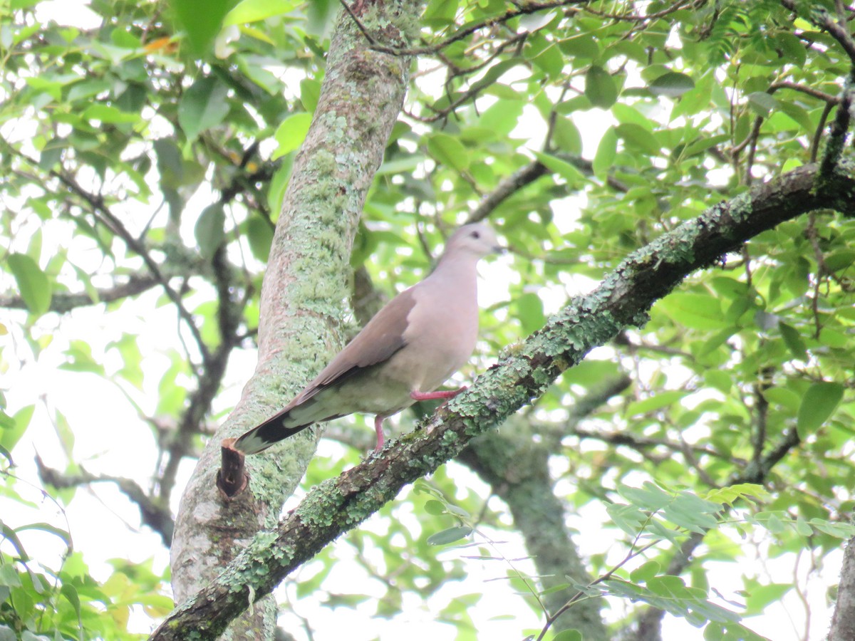 Large-tailed Dove - ML422059451