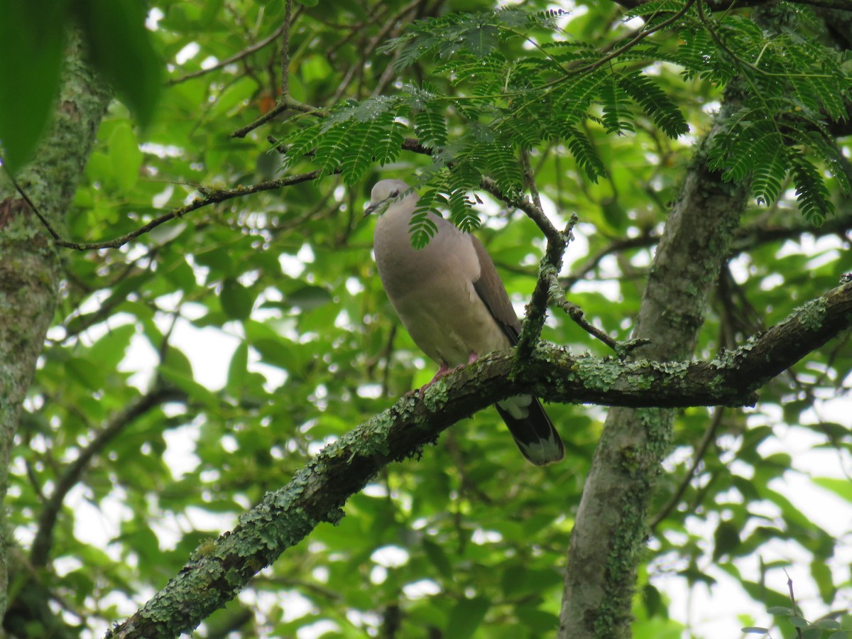 Large-tailed Dove - ML422059471