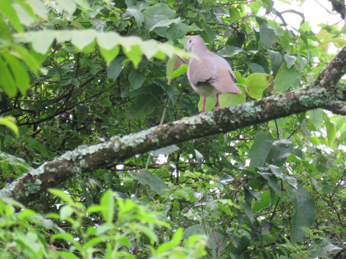 Large-tailed Dove - ML422059531