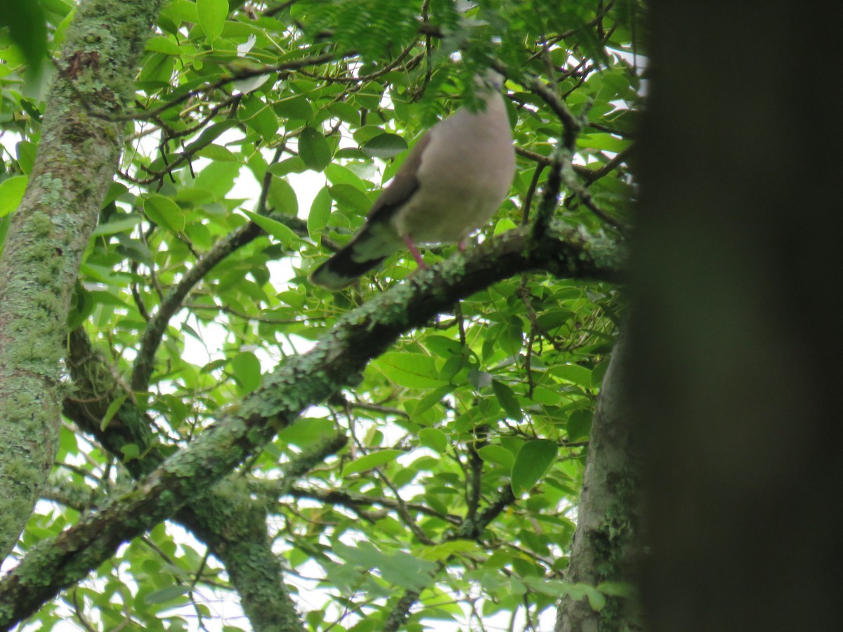 Large-tailed Dove - ML422059561