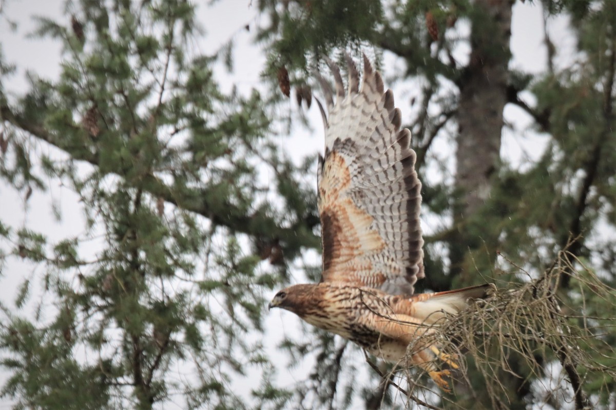 Red-tailed Hawk - ML422061431