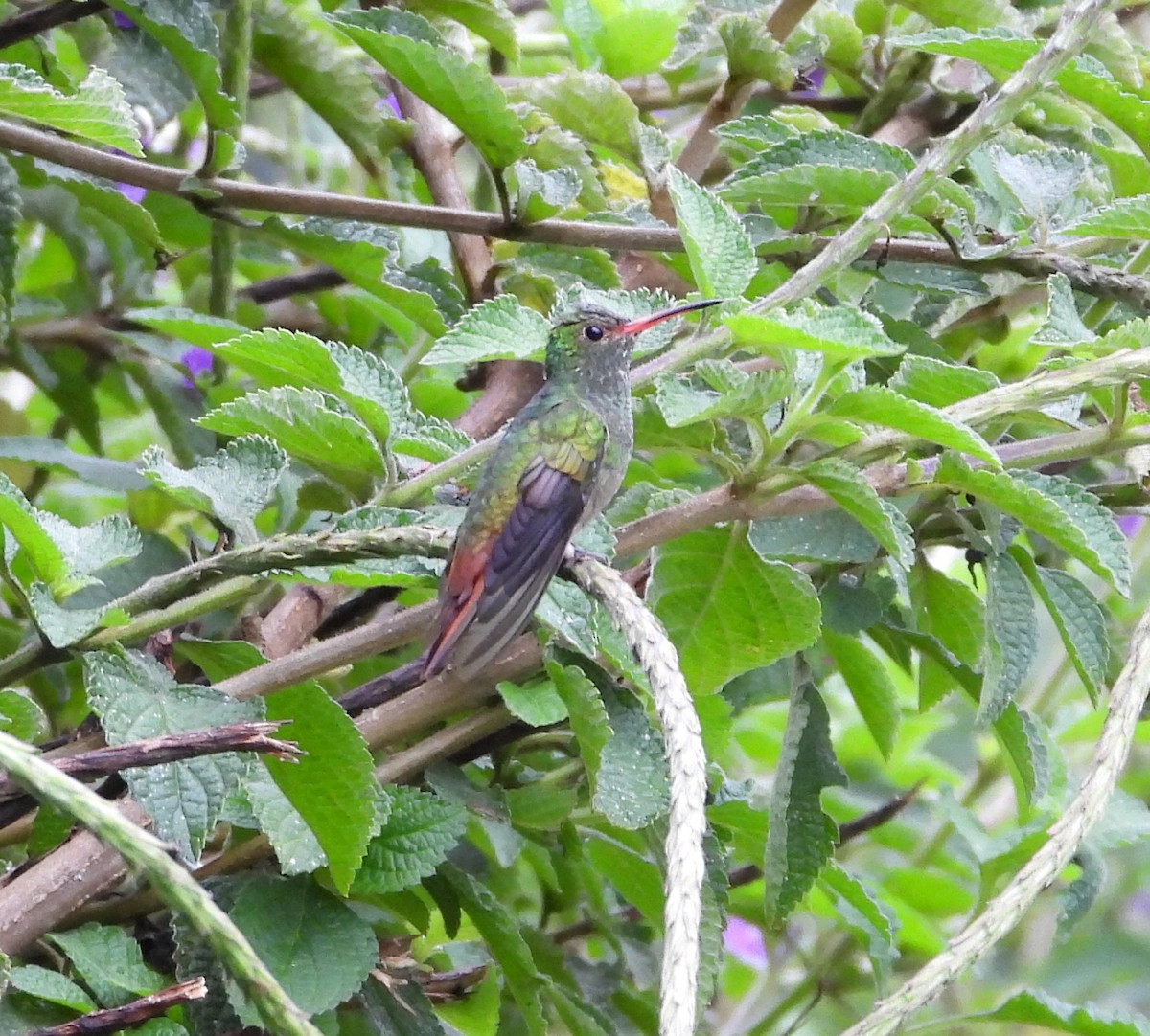 Rufous-tailed Hummingbird - ML422064031