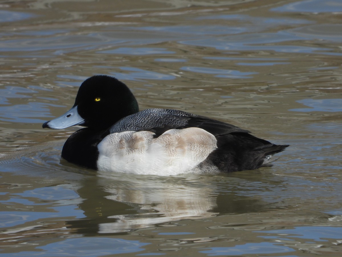 Greater Scaup - Kent Millham