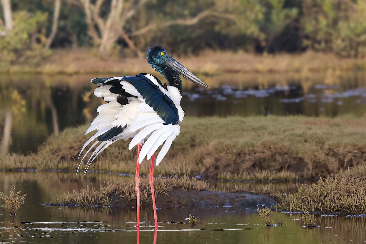 Black-necked Stork - Ged Tranter