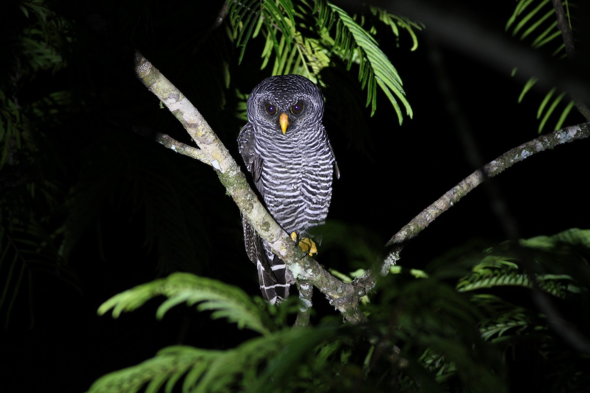 Black-banded Owl - ML42207561