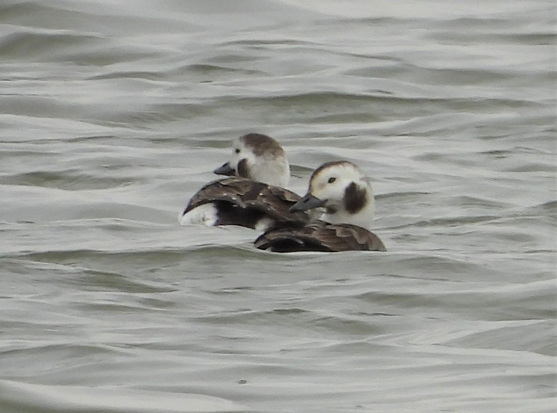 Long-tailed Duck - ML422082371