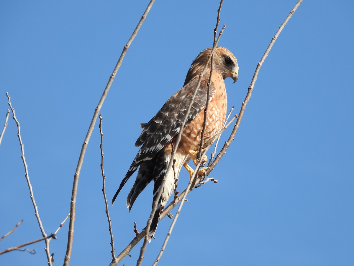 Red-shouldered Hawk (lineatus Group) - ML422086211