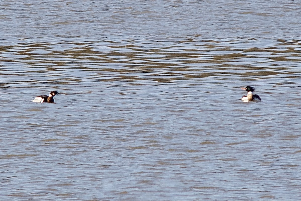 Red-breasted Merganser - Dale Bailey