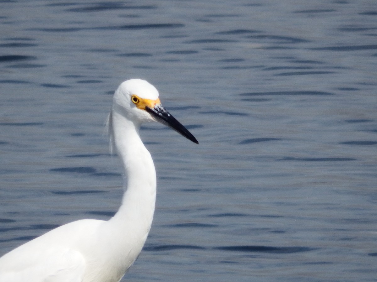 Snowy Egret - Bill Ypsilantis