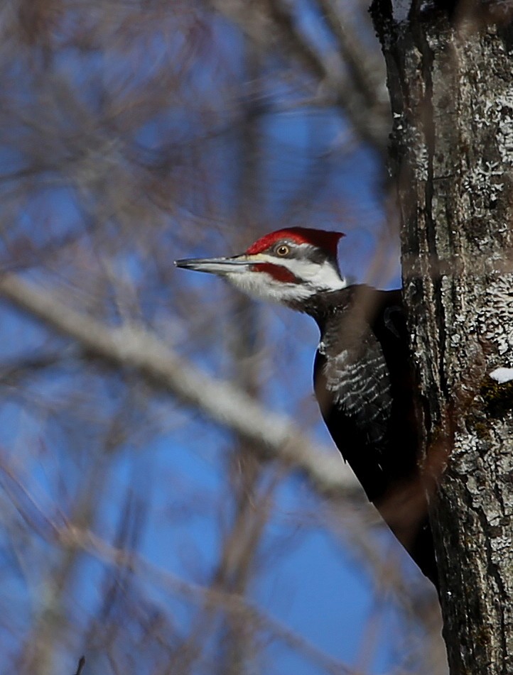 Pileated Woodpecker - ML422090871